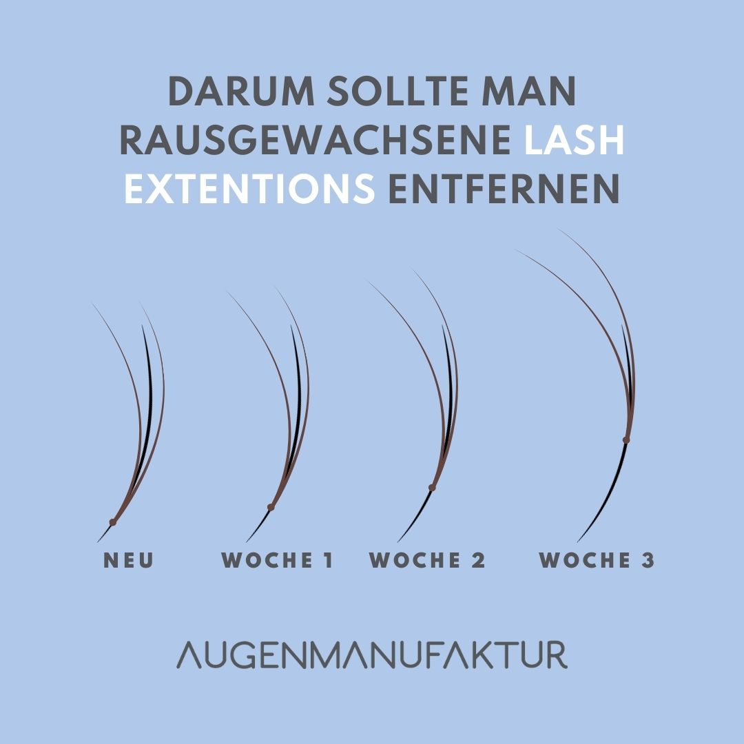 Lash Extentions Wachstumphase