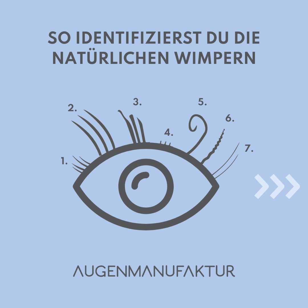 Grafik von verschiedenen Wimpern Arten